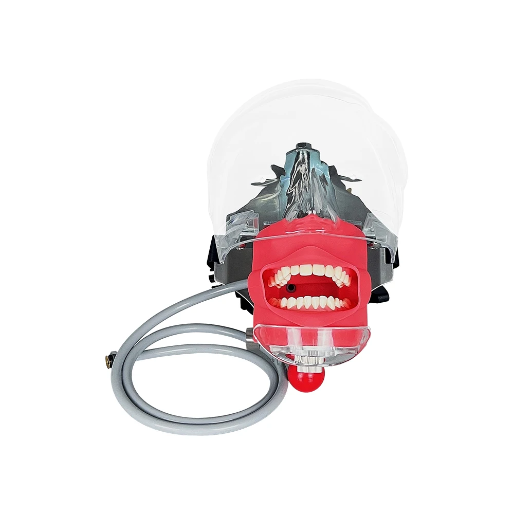 Typodont Dental Simulator Eenvoudige Hoofd Model Tandheelkundige Phantom Hoofd Met Tanden Voor Tandarts Studenten Tandheelkunde Oefenpop Training Unit