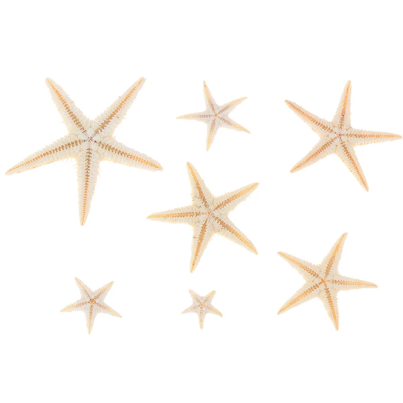 100pcs Mini Starfish Sea shells 0.5-3cm Craft Decoration Natural Sea Stars natural shell ornaments resin starfish ornaments