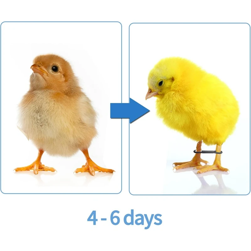 Plastic Poultry Leg Clips 100PCS Baby Chicken Splay Leg Hobble Brace Adjustable Poultry Leg Bands For Newborn Spraddle Chick Bird Quails Ducks 2280782 100PCS Baby Chicken Splay Leg Hobble Brace Adjustable Poultry Leg Bands For Newborn Spraddle Chick Bird Quails Ducks