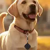 Pet Tracker for Cats Remote Smart Locator Finder Anti-Loss Locator with Alarm Function for Luggage Wallets Bags Pets Keys 4
