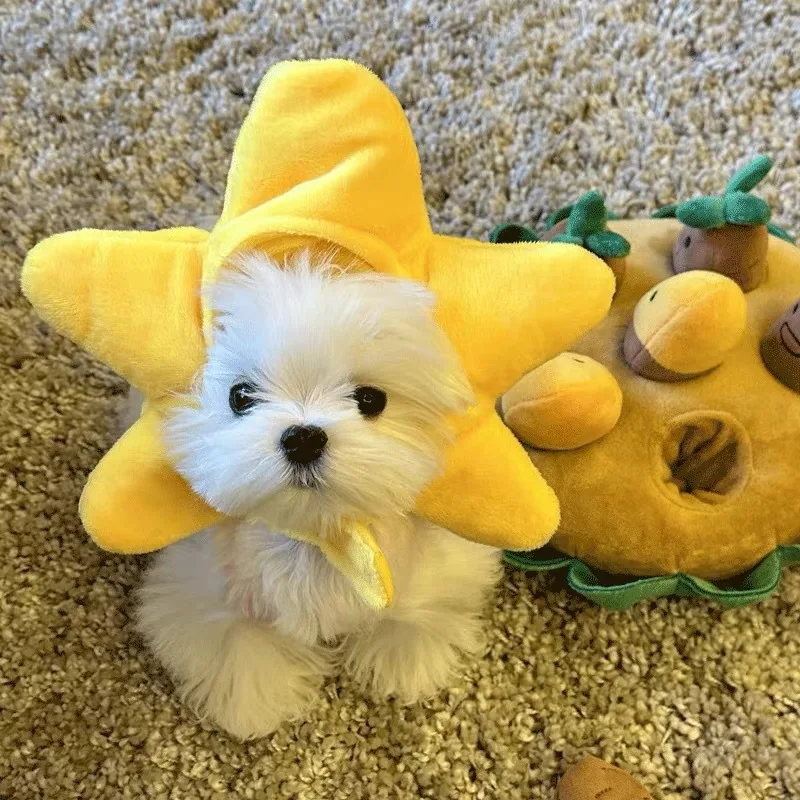 starfish