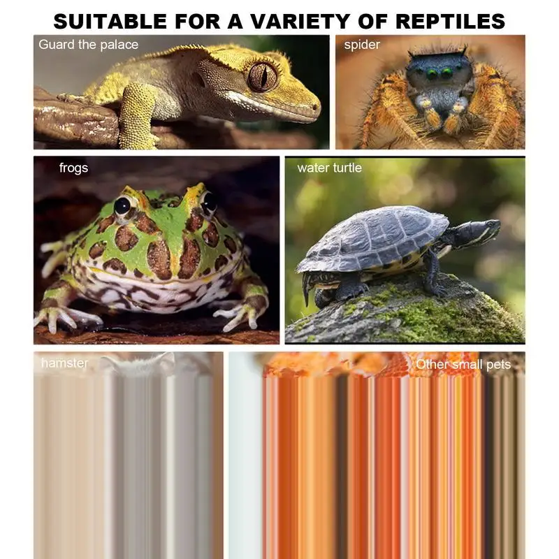 Reptile Bowl 2 Compartments Dark Green Reptile Water Dish Feeder Habitat Decor Terrarium Dish For Lizard Frog Gecko