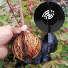 Plant Propagation Rooter Spherical Root Controller Horticulture Gardening High Pressure Cuttings Grafting Box Seedling Balls 2
