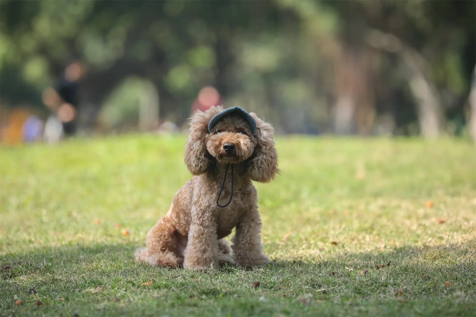 Adjustable Pet Dog Baseball Cap with Ear Holes for Small Medium Dogs Summer Dog Sun Hat Outdoor Hiking Pet Products