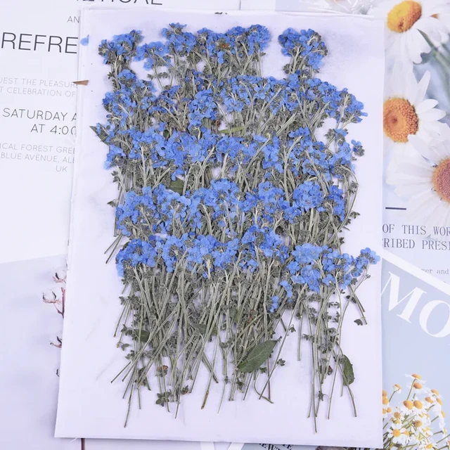 100pcs,Natural Pressed forget-me-not flowers with Stem,Real Dried Flower  for DIY Wedding invitation Craft Bookmark Gift Cards