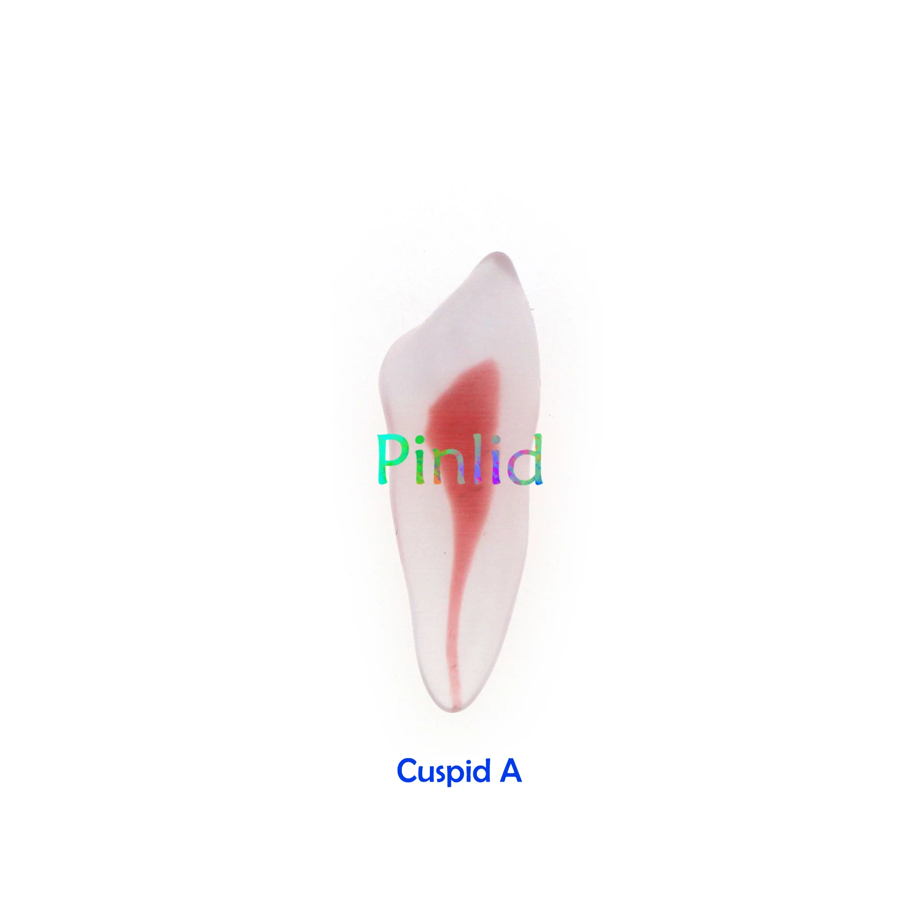Dental RCT Endo Training Teeth Model 3D Curved Root Resin 12 Size 1:1 Endodontic Education Cavity 4