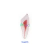 Dental RCT Endo Training Teeth Model 3D Curved Root Resin 12 Size 1:1 Endodontic Education Cavity 4