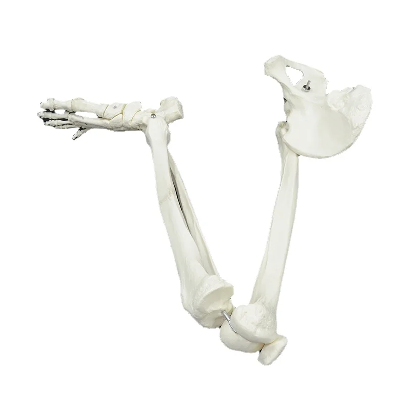 

Adult Size Lower Limb Model Skeleton Anatomy Leg Bone with Hip Femur Foot Medical Teaching Tool Femur Tibia Pelvis Anatomical