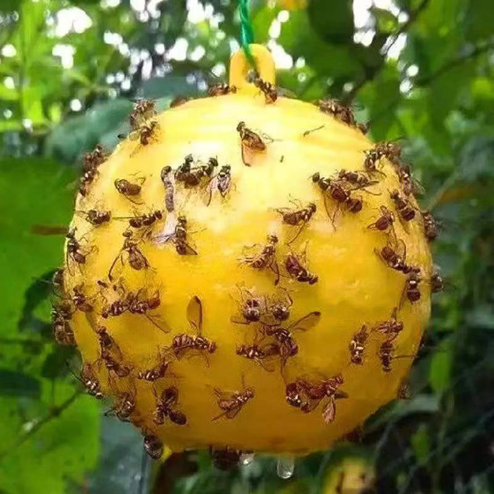 Riutilizzabile Hanging Fly Trap Ball Pest Repeller Killer Hanging On Tree Fruit Fly Catcher Trappola Appiccicosa Fly Pest Control Products