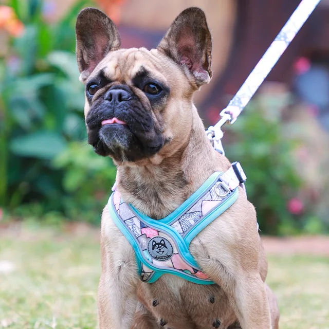 New Pets Dogs Accessories Luminous Adjustable Harness For Dogs Puppy Vest Collar Leash French Bulldog Medium Small Large Dog 2