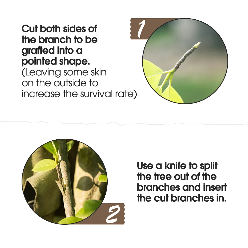 Grafting Tape PE Self-adhesive Stretchable Clear Repair Film for Tree Plant Seedlings Vine Tomato Planting