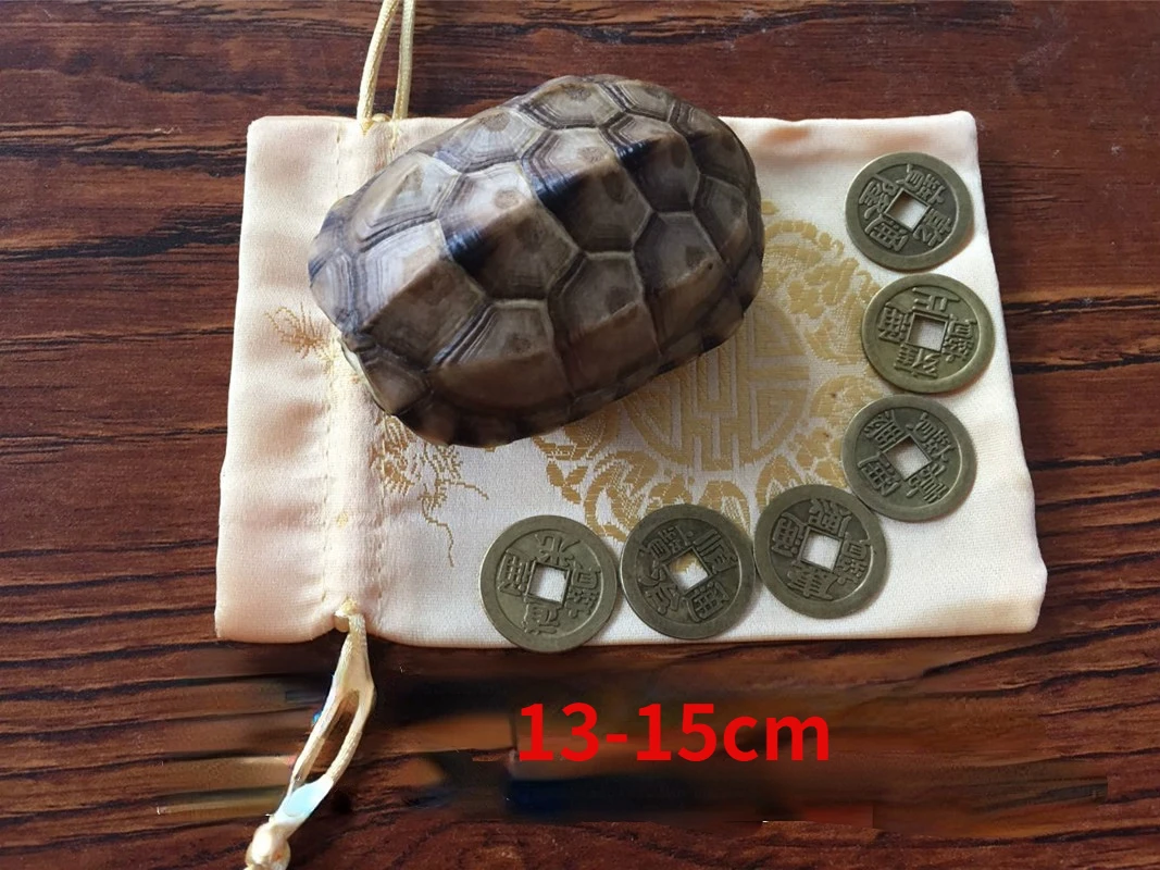Real tortoise shell specimens play with scientific research and medicinal real tortoise shell ornaments household accessories 4