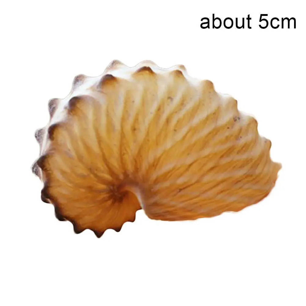 5cm Natural Conch Marine Terraces Wall Decoration Coral Large Gifts Snail Collection S Conch Sea Specimens Octop X8e7 natural shell ornaments