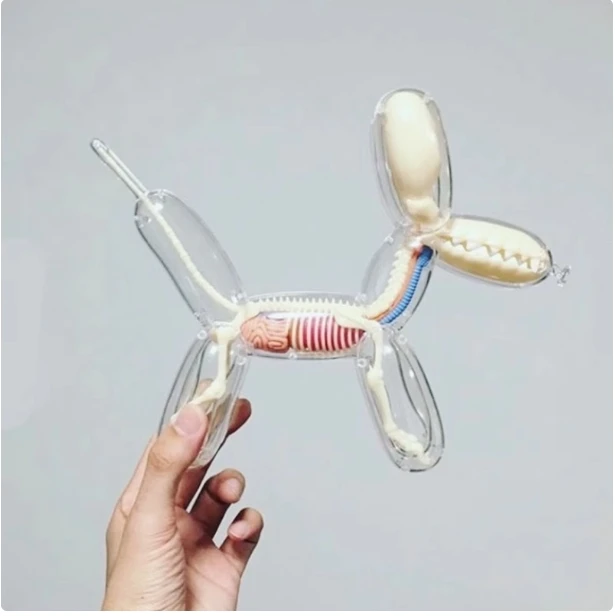 4D 해부학적 조립 모델 풍선 개 모형, 관점 있는 뼈와 내부 장기 포함, 교육용 장난감