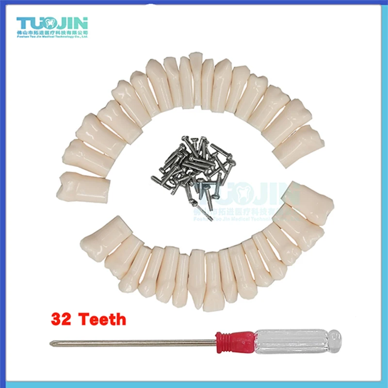 

Free Shipping Dental Resin 32pcs Teeth Typodont Model Removable Screw Fixed Tooth Dentisit Lab Oral Internship Teaching