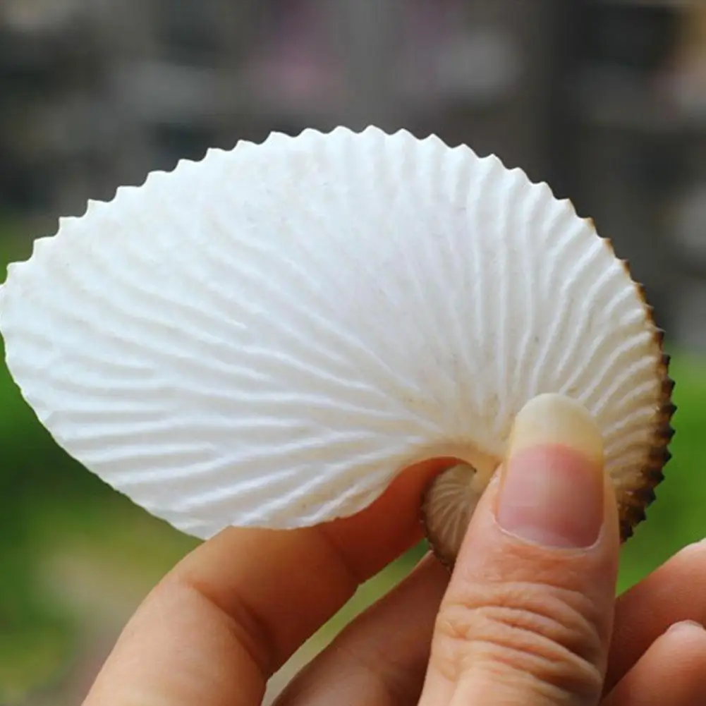 5cm Natural Conch Marine Terraces Wall Decoration Coral Large Gifts Snail Collection S Conch Sea Specimens Octop X8e7 natural shell ornaments