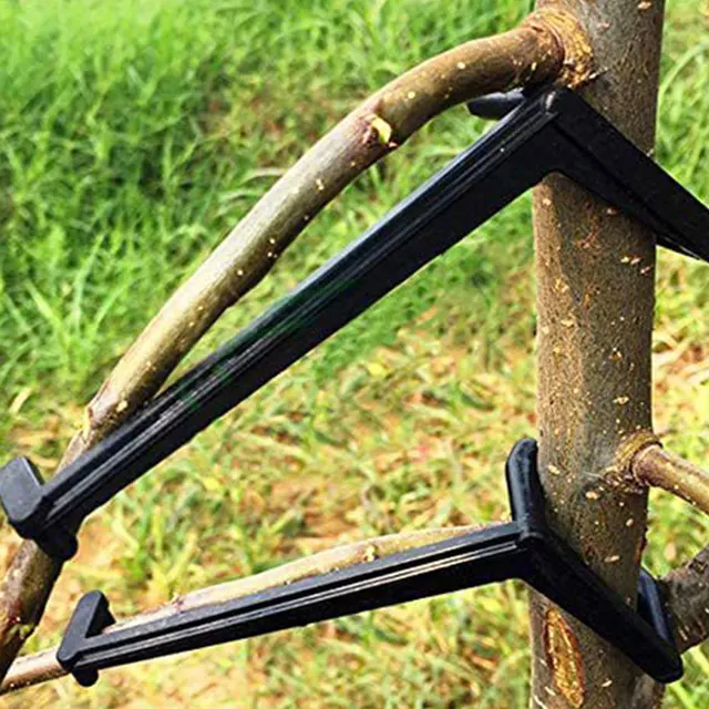 Kerti Gyümölcsfa Ág Végtag -Elterjedője A Növény Növekedése Központi Szárból. Nagyszerű Teherhordó Támasz Lábszögek Terjedéséhez - Image 5