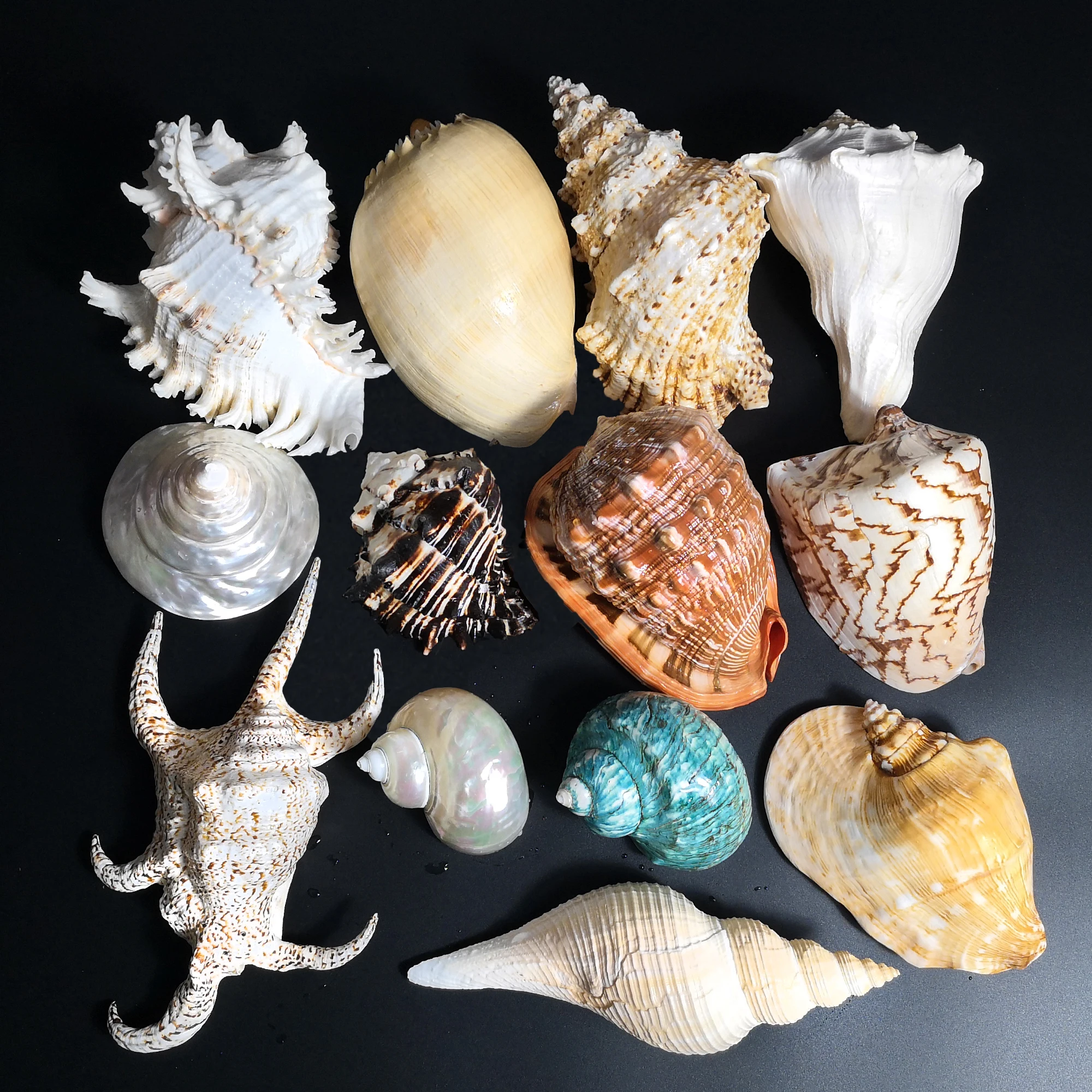 Conch Shell Starfish Fish Tank Landscaping Hermit Crab Shell Drift Bottle Material natural shell ornaments resin starfish ornaments