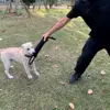 Dog Training Bite Tug Toy Young Dog Chewing Biting Arm Sleeve Schutzhund With Two Handles For Adult Dogs 3