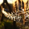 USB Christmas Reindeer String Lights LED Garland Fairy Lights for Christmas Tree Wedding Curtain Garland Garden Party Room Decor 6