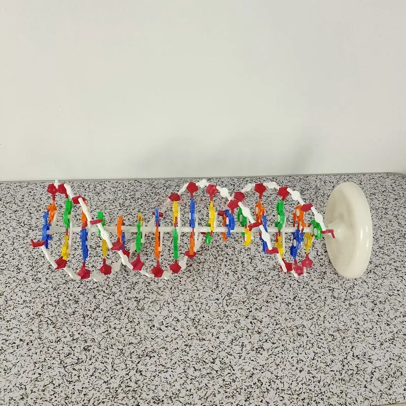 분자 모형 DNA 이중 나선 구조 모델 고등학교 DNA 분자 구조 모형 교구