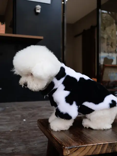 Dog clothes autumn and winter warm schnauzer fah bichon teddy small and medium-sized dogs and cats thickened fur coat 3
