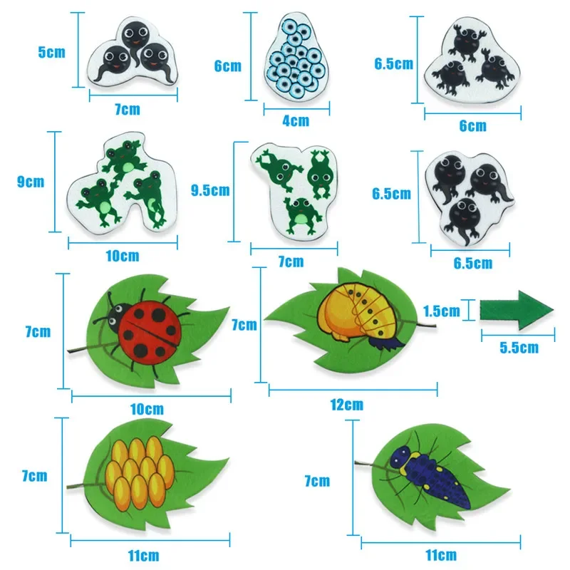 Montessori Material Animal Life Cycle Kids Toys Growth Cycle Set Life Science Early Educational Felt Toys Preschool Teaching Aid