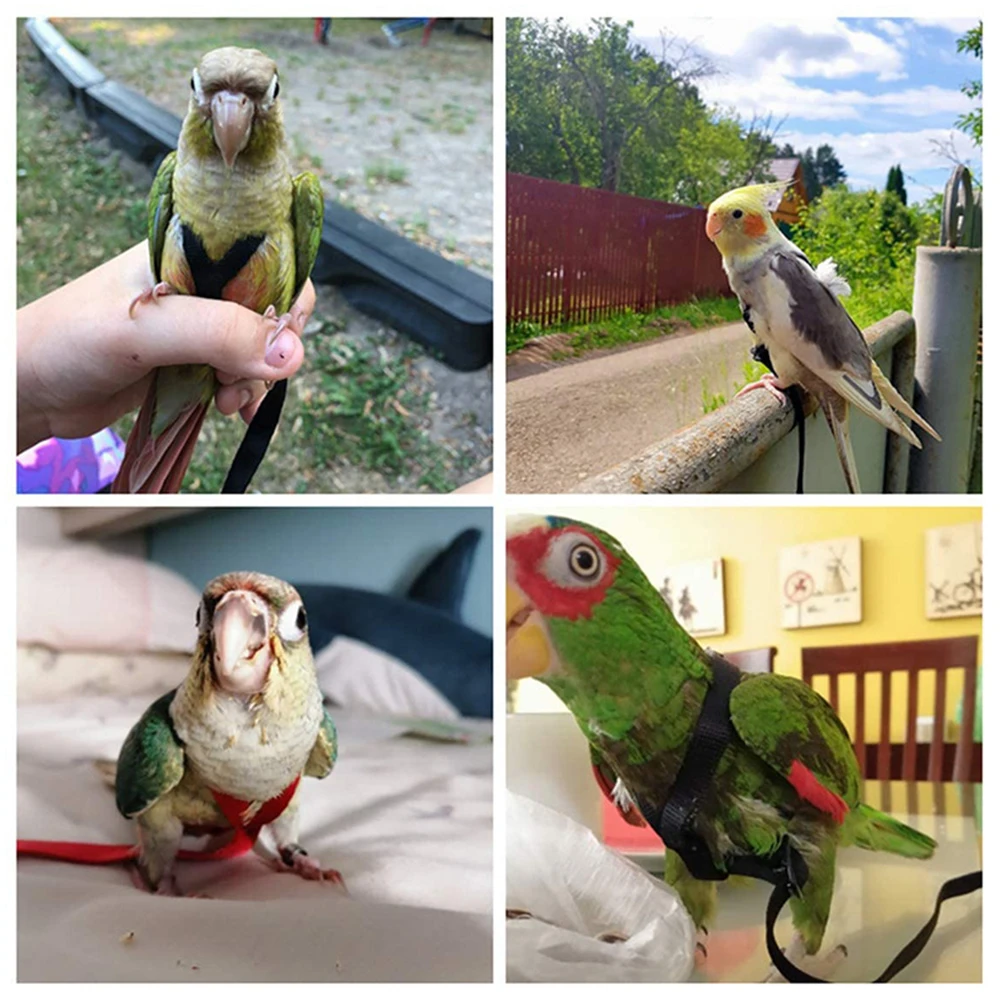 HomeSoGood Trainingsseil Für Papageien & Vögel – 5 M Lang, Ultraleicht, Flexibel (Kunststoff)