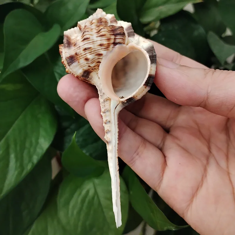 OldPipeSeashellNaturalConchShellHomeDecorationConchHermitCrab