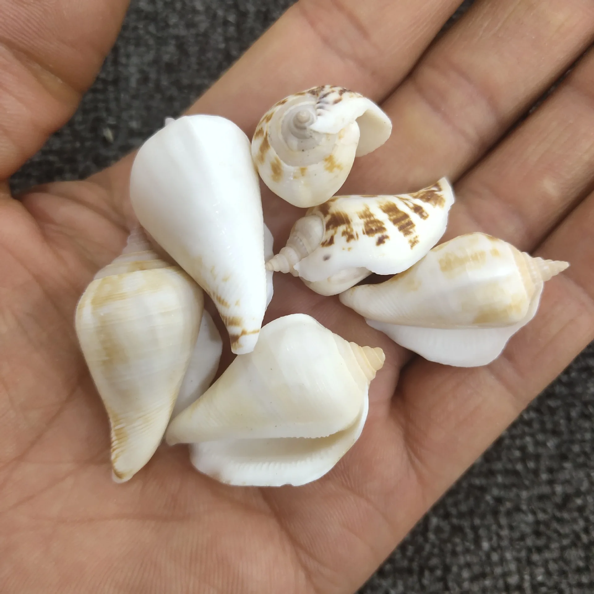 피닉스 콘치, 3-4cm, 소라껍질 창문 장식 공예품, 화이트 마우스