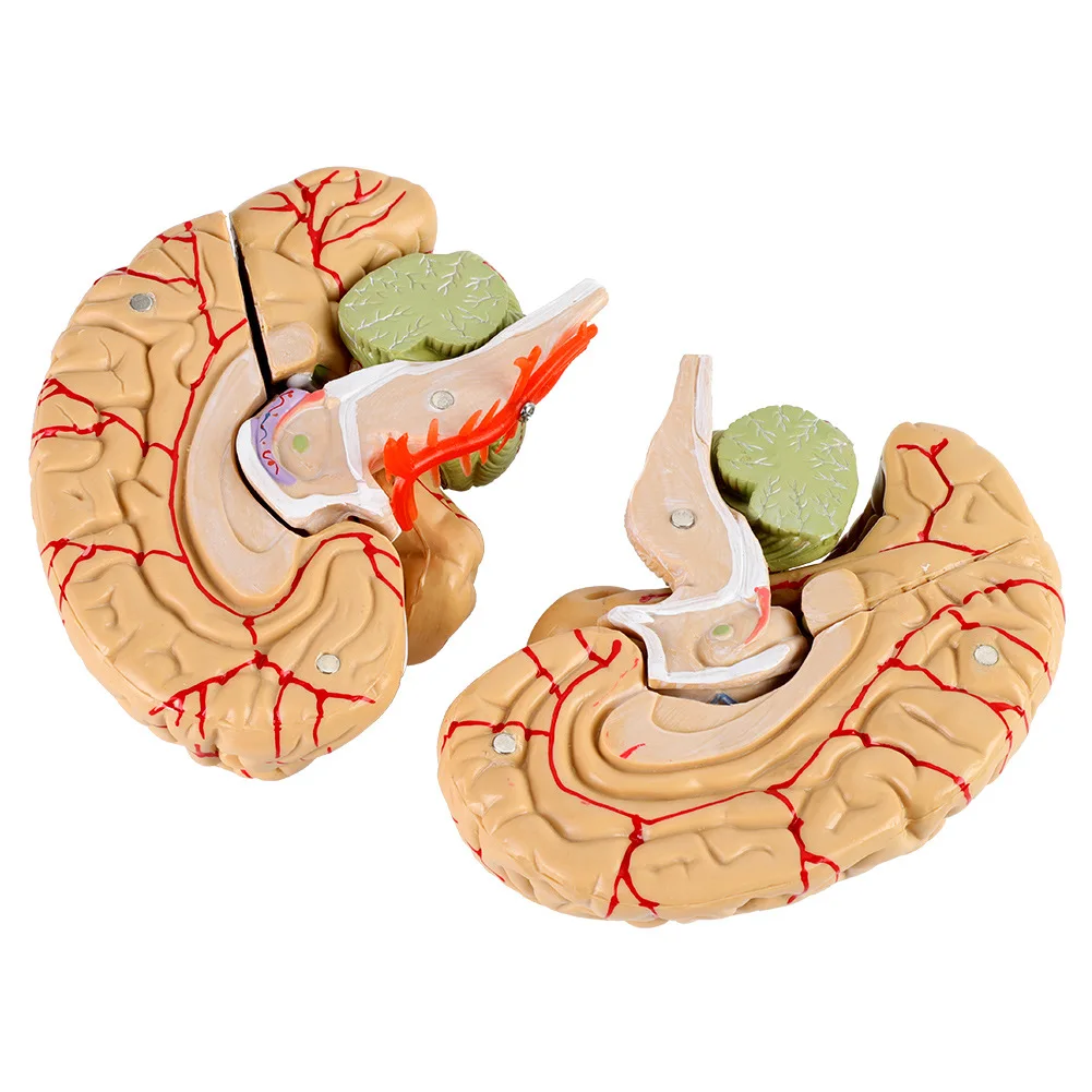 Human Brain Model Simulation 8-Part PVC Life-size Anatomy Teaching Tool Kid Early Education Cognition 3D Model for Classroom 2