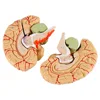 Human Brain Model Simulation 8-Part PVC Life-size Anatomy Teaching Tool Kid Early Education Cognition 3D Model for Classroom 2