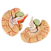 Human Brain Model Simulation 8-Part PVC Life-size Anatomy Teaching Tool Kid Early Education Cognition 3D Model for Classroom 2