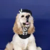 Quality Pet Hat Weaving Small Fragrant Flower Bud Hat Bow Lace Bib Pet Cat Dog Accessories Camellia Set Party Dressing Supplies 2