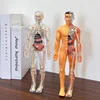 Body Learning Tools Children's Cognitive Toy Human Anatomy Model Mannequin Skeleton Organ 3D Puzzle Montessori Kid Education Toy 3