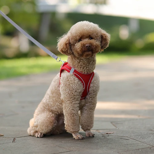 소형견용 조절식 하네스 목줄 세트, 강아지 고양이 하네스 조끼, 프렌치 불독 치와와 퍼그, 야외 산책 리드줄 3