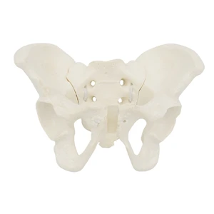 Гибкая модель женского таза на эластичной основе, модель тазового скелета в натуральную величину, анатомическая медицинская для