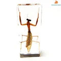 Mantis