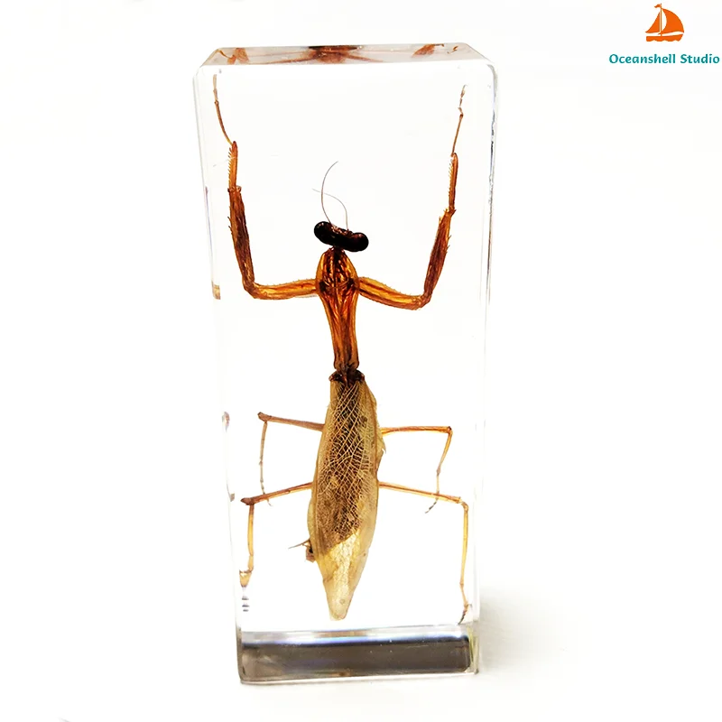 Large Size Insect in Resin Specimen Bugs Taxidermy Collection Resin Preserved Specimen Set for Science, Education Desk Ornament 6
