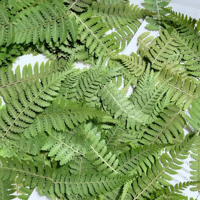 5-7cm/24 pezzi, Foglia di Felce Pressata, Materiale Decorativo per DIY con Gel, Cornici per Foto, Segnalibri, Adesivi per Telefoni - immagine 3