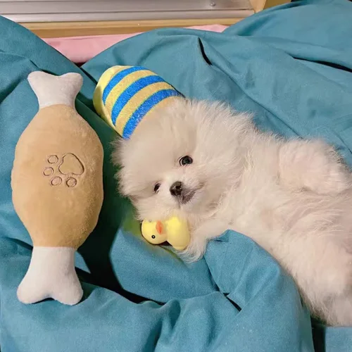 귀여운 강아지 고양이 물기 방지 장난감, 애완 동물 씹기 장난감, 작은 개 동물 모양 마스코트 액세서리, Zabawki Dla Psa 4