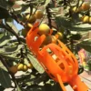 1pc-Fruit Picker Garden Pickers Home Loquat Work Tools Supplies Plastic Labor Saving Picking Device Bayberry Persimmon Pear 2