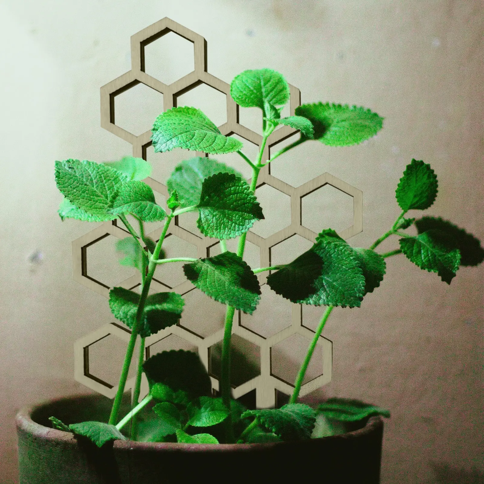 Th Cactus Shape Garden Metal Climbing Support Stake Stand Frame For