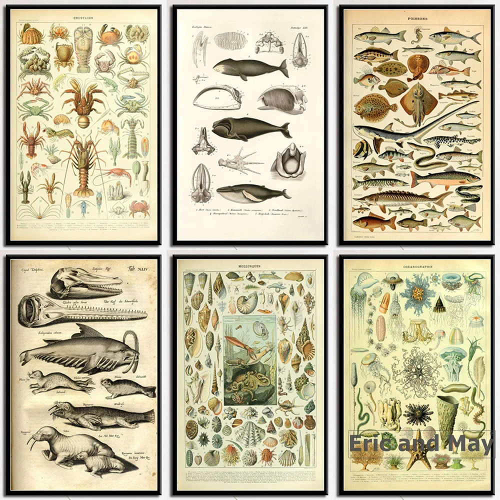 

Ocean Sea Shell Fish Animal Vintage Life Chart Biology Poster And Prints Painting Art Wall Pictures For Living Room Home Decor