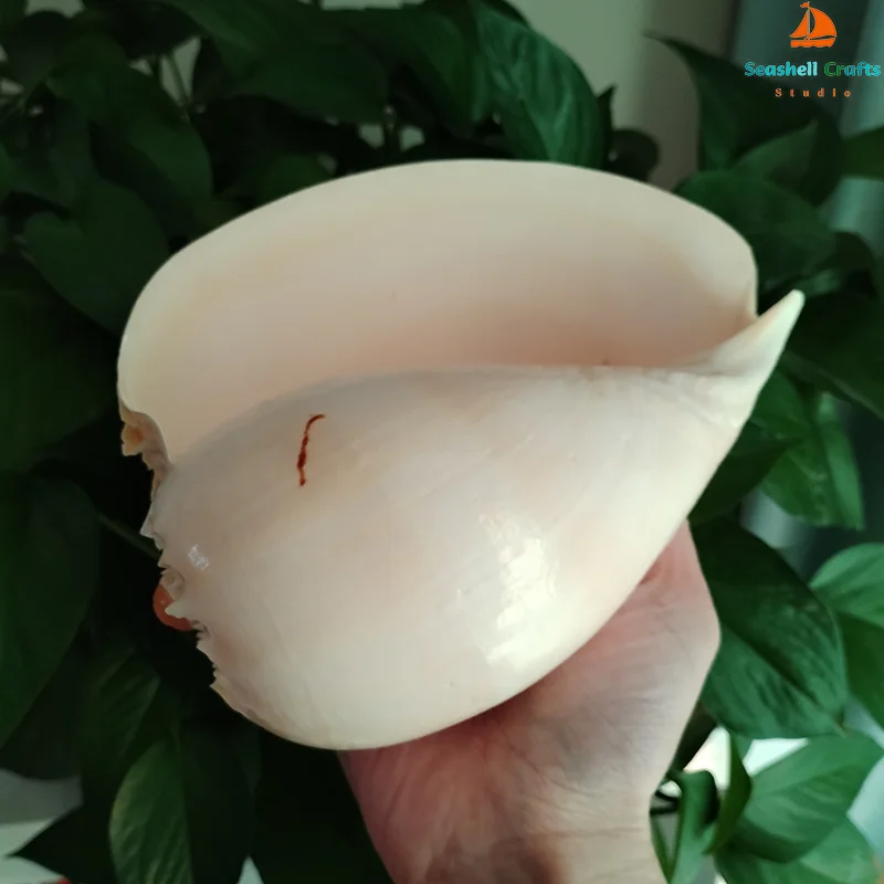 Conch shell decoration 17-22cm natural conch shell for aquarium landscaping