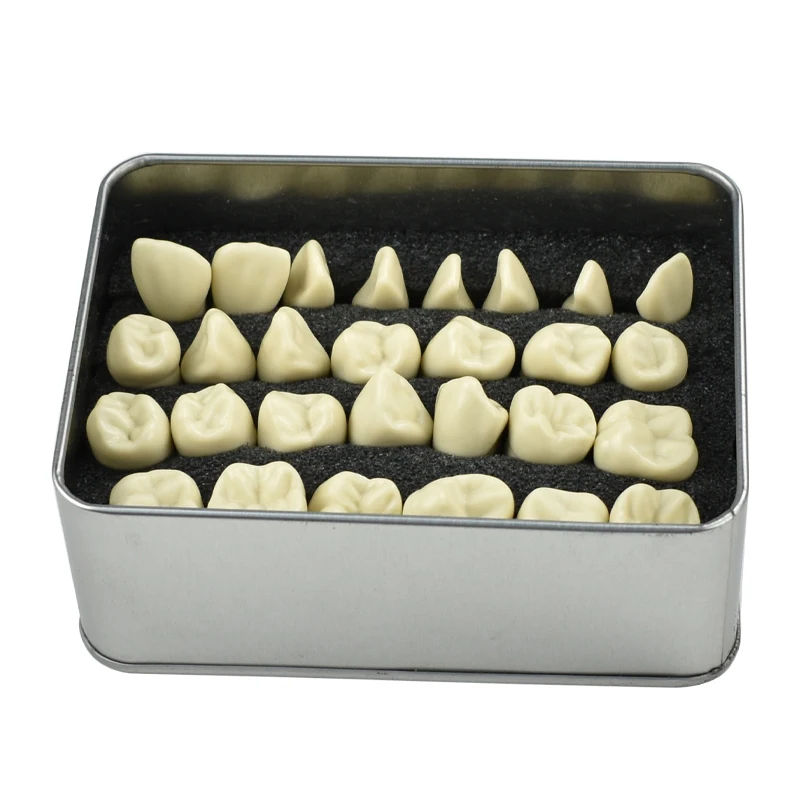 

28Pcs Dental Teaching Model Carving Resin Material Teeth Teaching Teaching Demonstrate Model Carved Tooth Model Tools