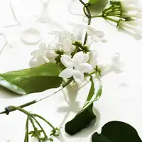 50ml KOEC Heavy Cream Fragrance Mist Perfume Moisturizing Refreshing Triple Notes Jasmine Vanilla Lemon Sugar Propylene Glycol 4