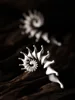 ZHUHE Conch Stud Earrings Vintage Style For Women Men's Jewelry Accessories Party Gifts 2