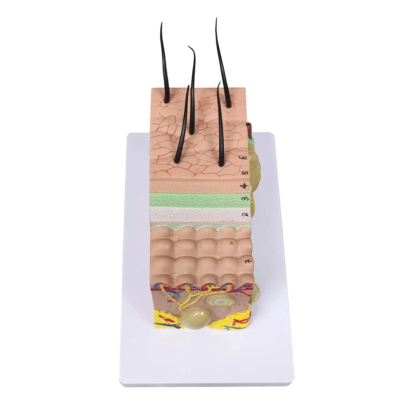 35X Enlarged Skin Model 6