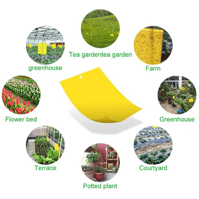 Kétoldalas Ragacsos, Repülő Csapdák Rovarok Ragadós Kültéri Kerti Növény Rovarfogó Tábla Whitefly Thrip Pest Gyilkos - Image 6